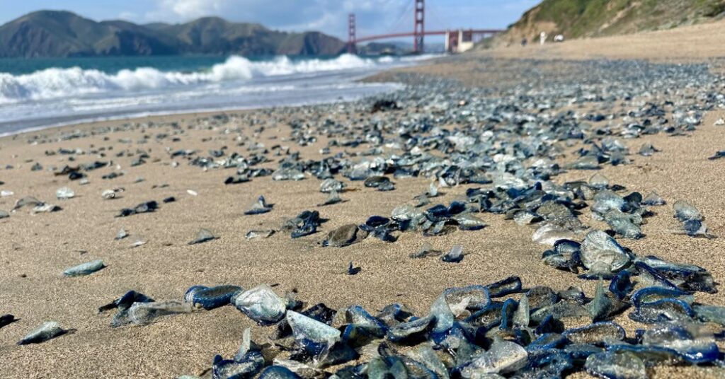 Blue and Tentacled, a Sea Creature Invades California Beaches