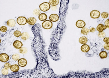 What Is Hantavirus, Which Is Linked to the Deaths of 3 People Aboard a Cruise Ship?
