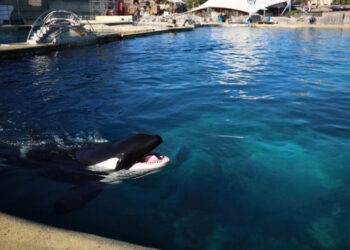 The Uncertain Fate of France’s Last Two Captive Orcas