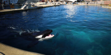 The Uncertain Fate of France’s Last Two Captive Orcas