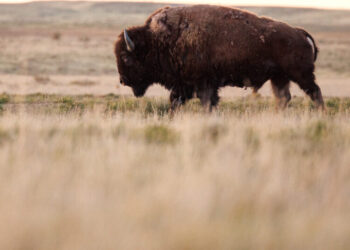 Home on the Range No More: Trump Wants Bison Gone