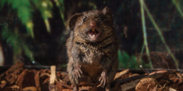 A Mutation Gave Humans the Gift of Speech. These Mice Have It, Too.