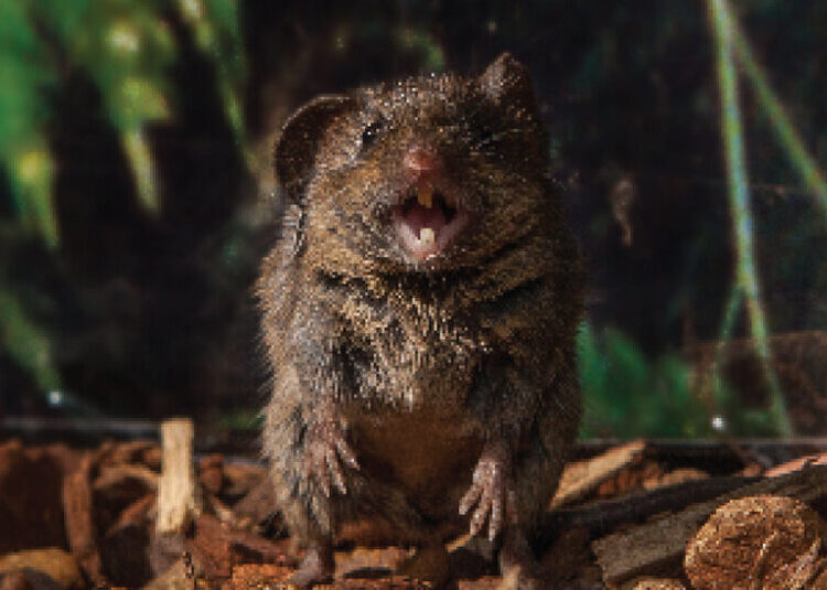 A Mutation Gave Humans the Gift of Speech. These Mice Have It, Too.