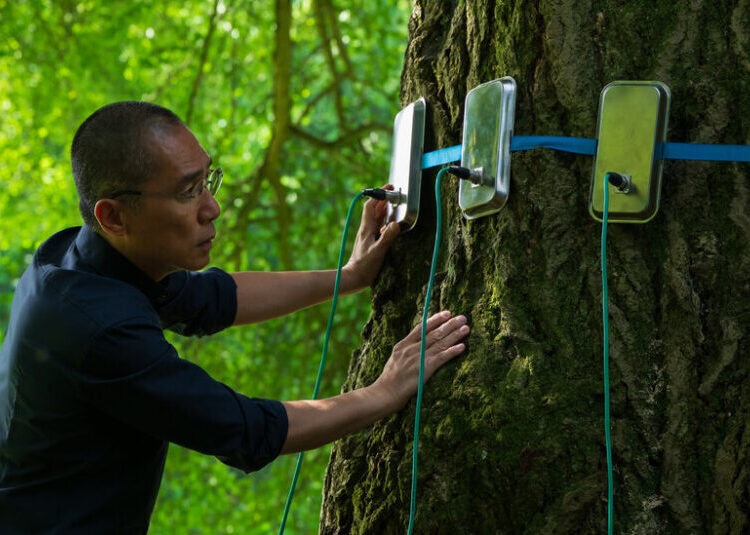 ‘Silent Friend’ Review: What a Ginkgo Can Teach Us