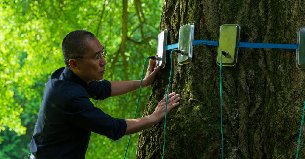 ‘Silent Friend’ Review: What a Ginkgo Can Teach Us