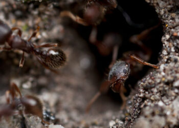 There Are Ants in This Canadian Hospital. Again.