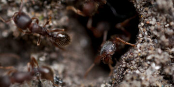 There Are Ants in This Canadian Hospital. Again.