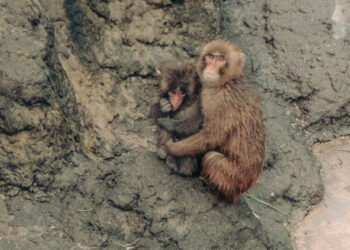 Punch, the Lonely Monkey, Is Growing Up. He’s Still a Star.