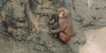 Punch, the Lonely Monkey, Is Growing Up. He’s Still a Star.