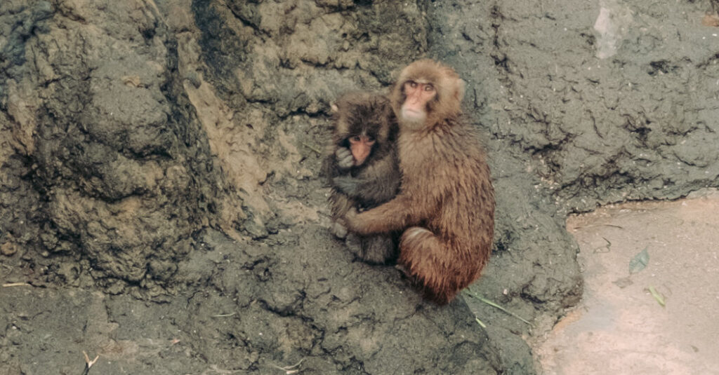 Punch, the Lonely Monkey, Is Growing Up. He’s Still a Star.