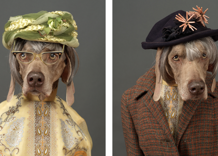 What if You Could Give Your Dog a Longer Life?