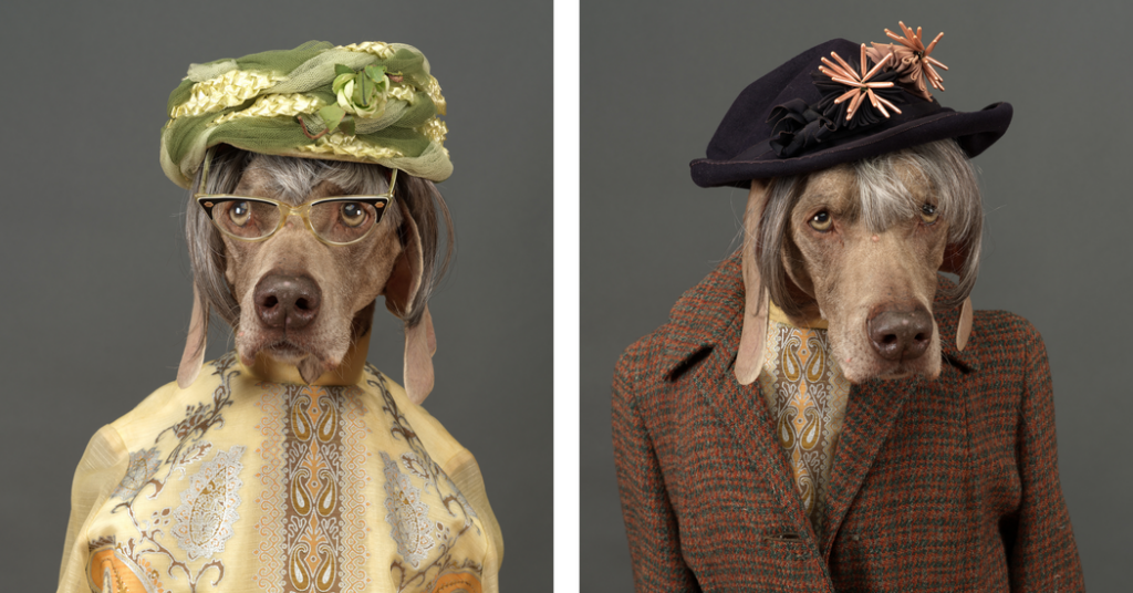 What if You Could Give Your Dog a Longer Life?
