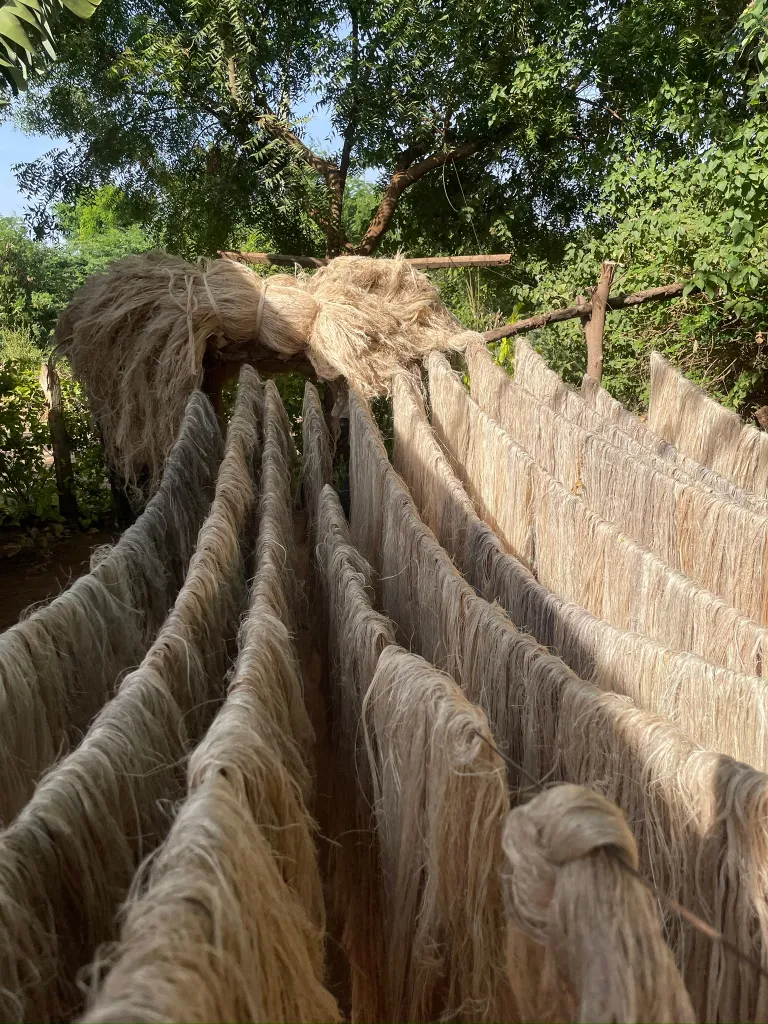 Strands of raw fiber hanging to dry in the sun.
