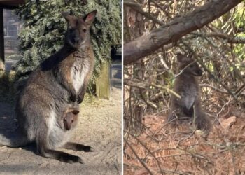 Adorable missing wallaby found safe after escaping NJ zoo