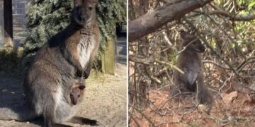 Adorable missing wallaby found safe after escaping NJ zoo