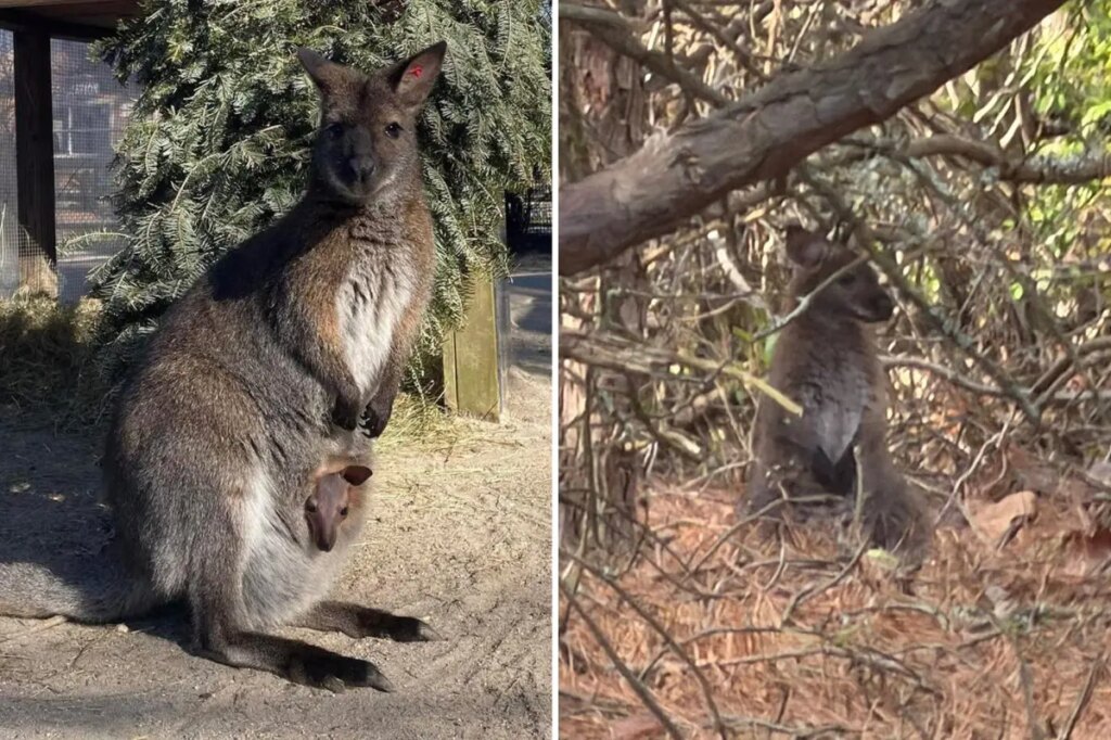 Adorable missing wallaby found safe after escaping NJ zoo