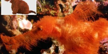 Bizarre, new fish species discovered — adorably dubbed ‘Snuffleupagus’ for hairy, orange appearance