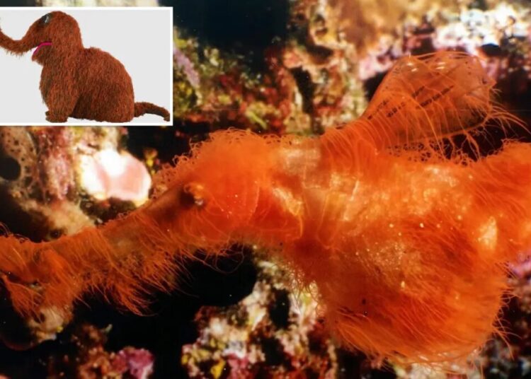 Bizarre, new fish species discovered — adorably dubbed ‘Snuffleupagus’ for hairy, orange appearance