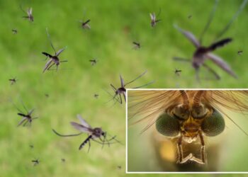 Google planning to release millions of mosquitoes into California to help stop diseases