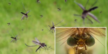 Google planning to release millions of mosquitoes into California to help stop diseases