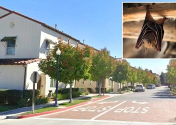 Rabid bat found in residential area triggers warning from police