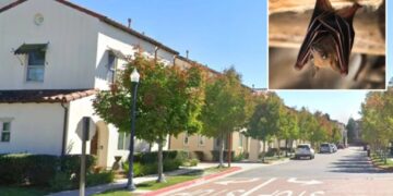 Rabid bat found in residential area triggers warning from police