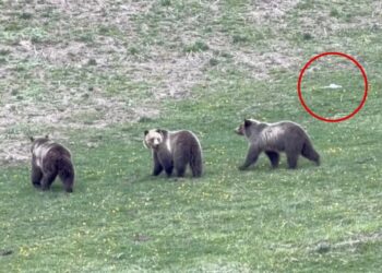 Jerk drone operator caught on video harassing mama grizzly and cubs at Yellowstone — leaving tourists ‘madder than hell’