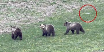 Jerk drone operator caught on video harassing mama grizzly and cubs at Yellowstone — leaving tourists ‘madder than hell’