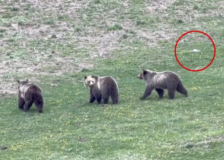 Jerk drone operator caught on video harassing mama grizzly and cubs at Yellowstone — leaving tourists ‘madder than hell’