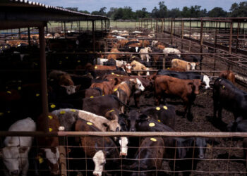 China Restores Beef Trade With U.S. as Goodwill Gesture for Trump Visit