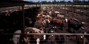 China Restores Beef Trade With U.S. as Goodwill Gesture for Trump Visit