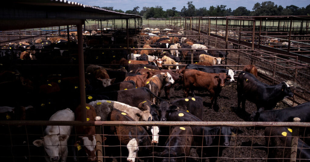 China Restores Beef Trade With U.S. as Goodwill Gesture for Trump Visit