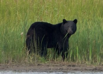 Black Bear Fatally Mauls Uranium Contractor in Northern Canada