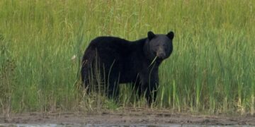 Black Bear Fatally Mauls Uranium Contractor in Northern Canada