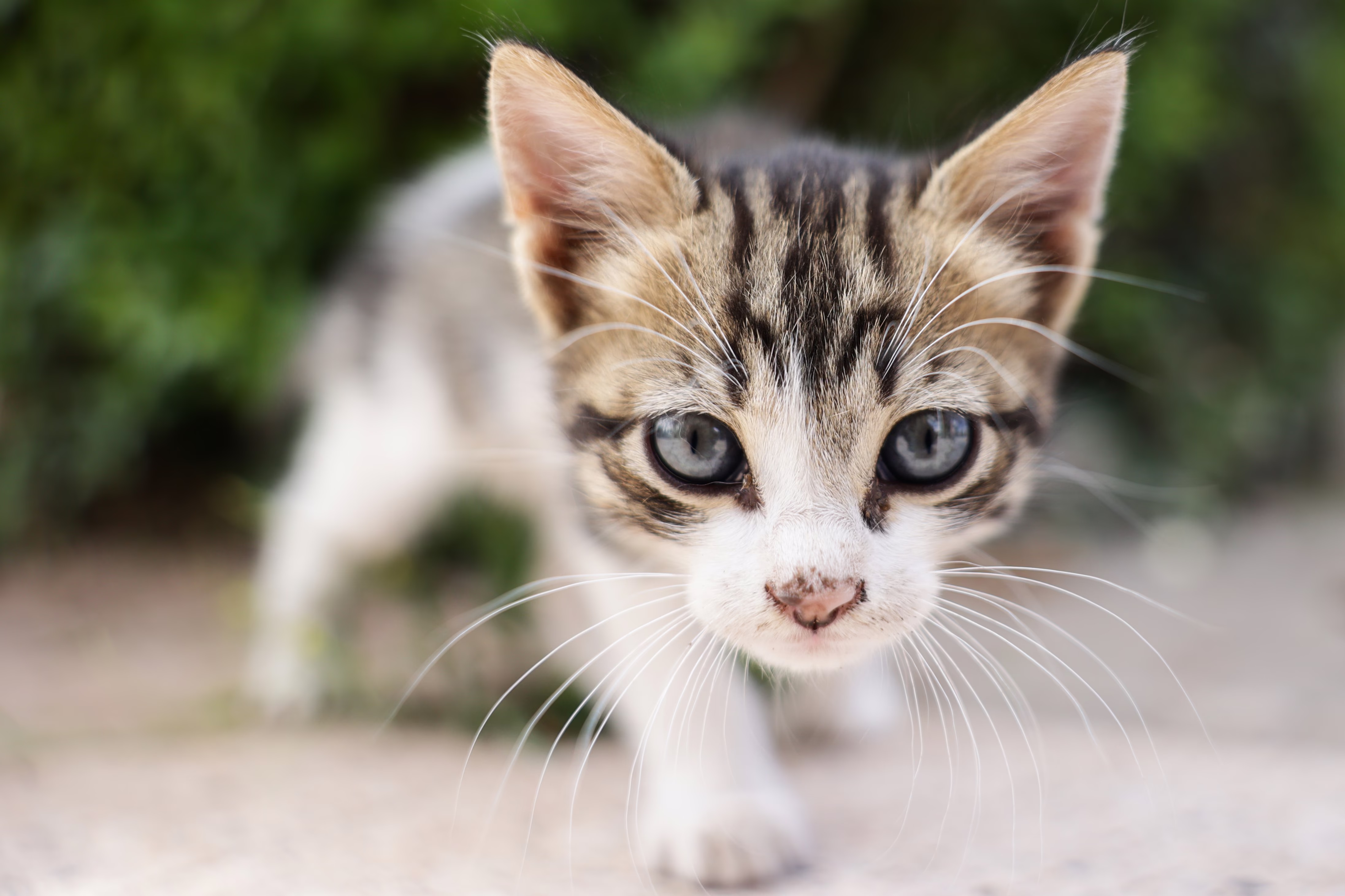 A curious kitten leans close, checking out a photographer.