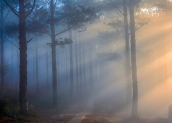 Trump’s US Forest Service Spraying Deadly Toxins on America’s Woodlands