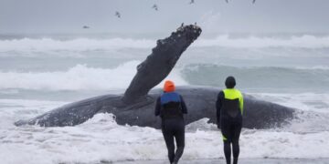 The Fight to Save the Yachats Whale