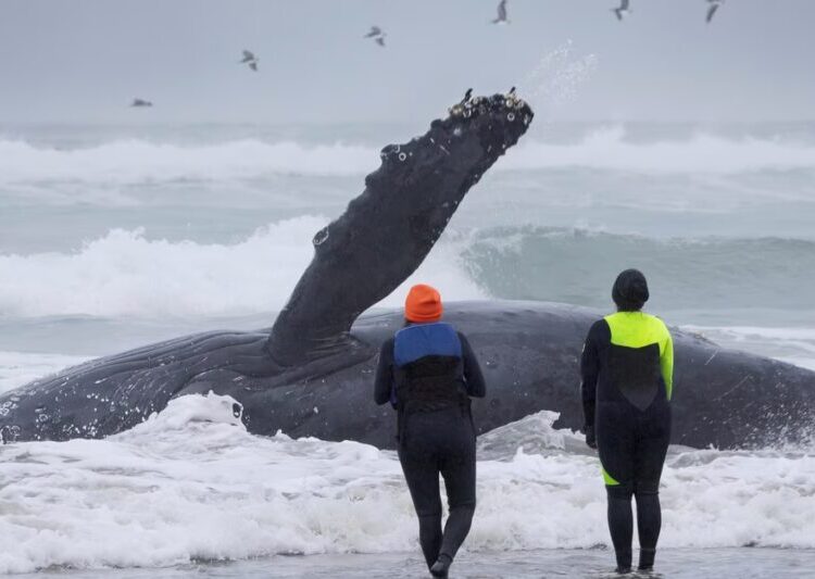The Fight to Save the Yachats Whale