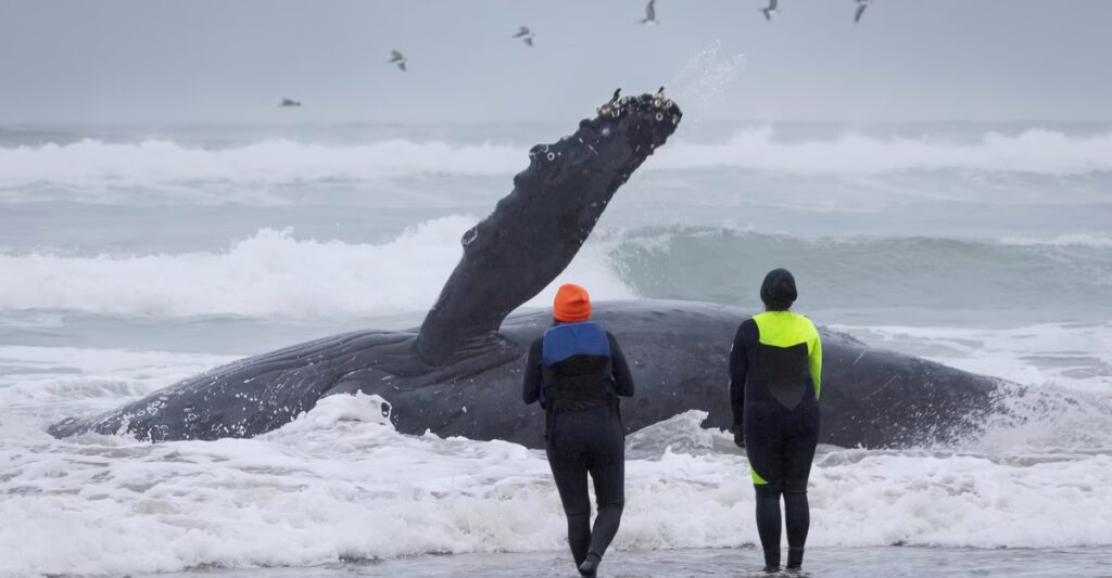 The Fight to Save the Yachats Whale