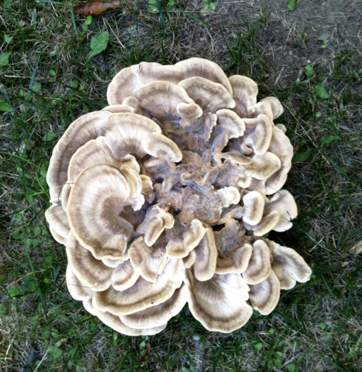 A Chicken of the Woods