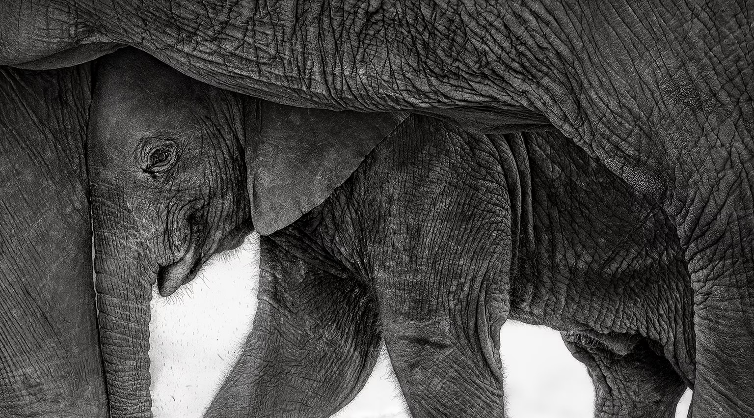 An elephant calf in Amboseli National Park, in Kenya, seeks shelter from the blazing sun in the only available shade—the body of its mother.