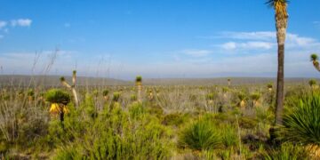 What the Desert Taught Me About Cinco de Mayo