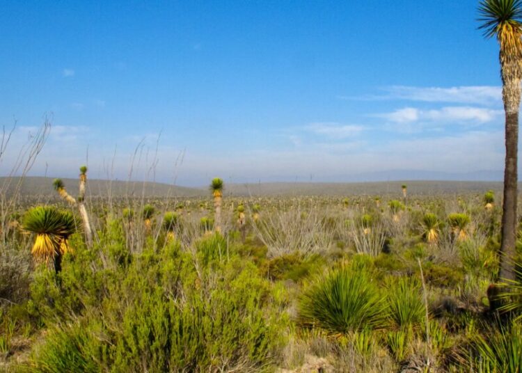 What the Desert Taught Me About Cinco de Mayo