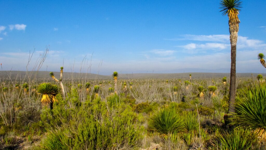What the Desert Taught Me About Cinco de Mayo