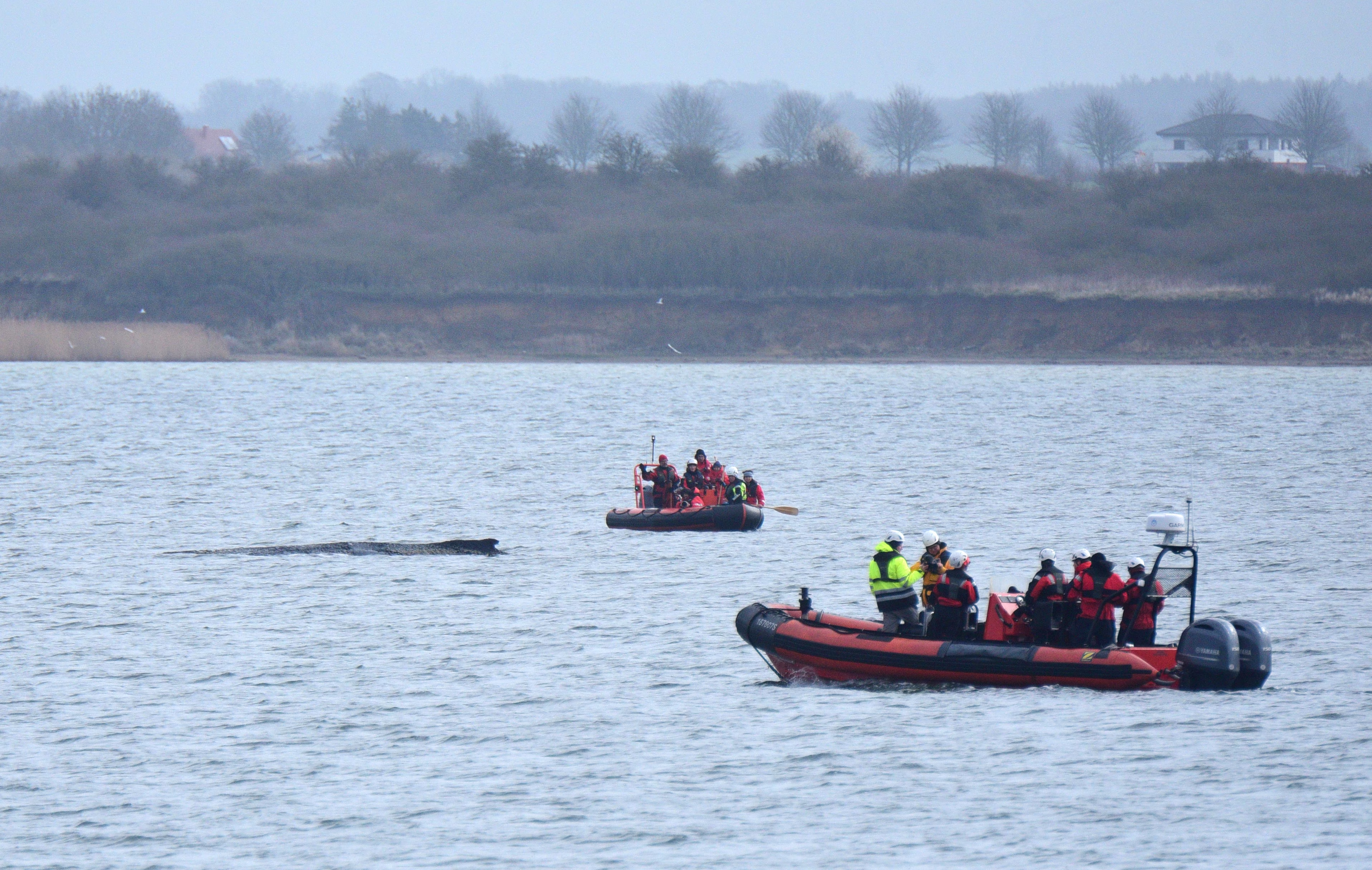 People in two inflatable boats gather near a stranded whale.
