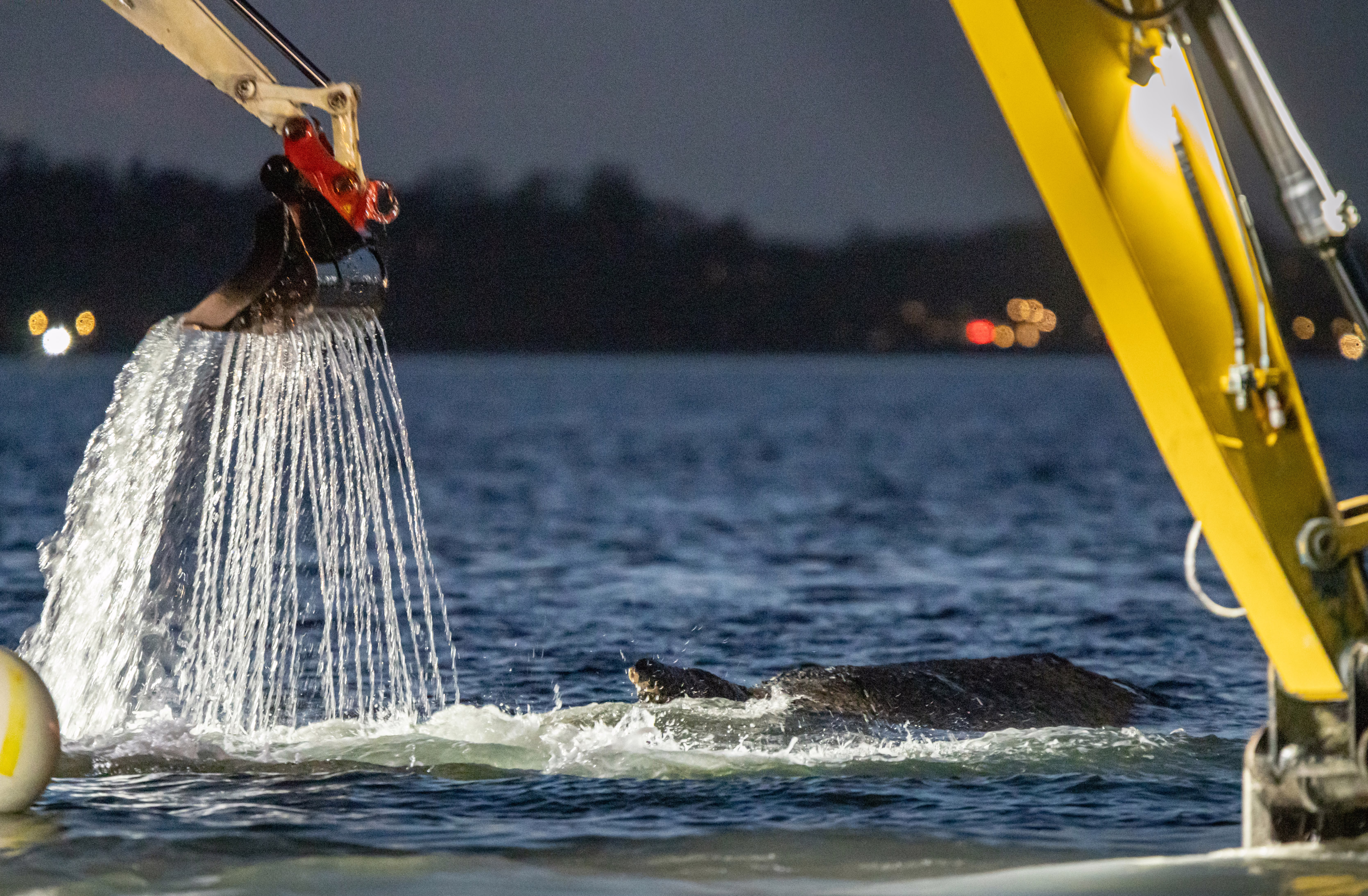 Water spills from the bucket of an excavator, being operated near a stranded whale.