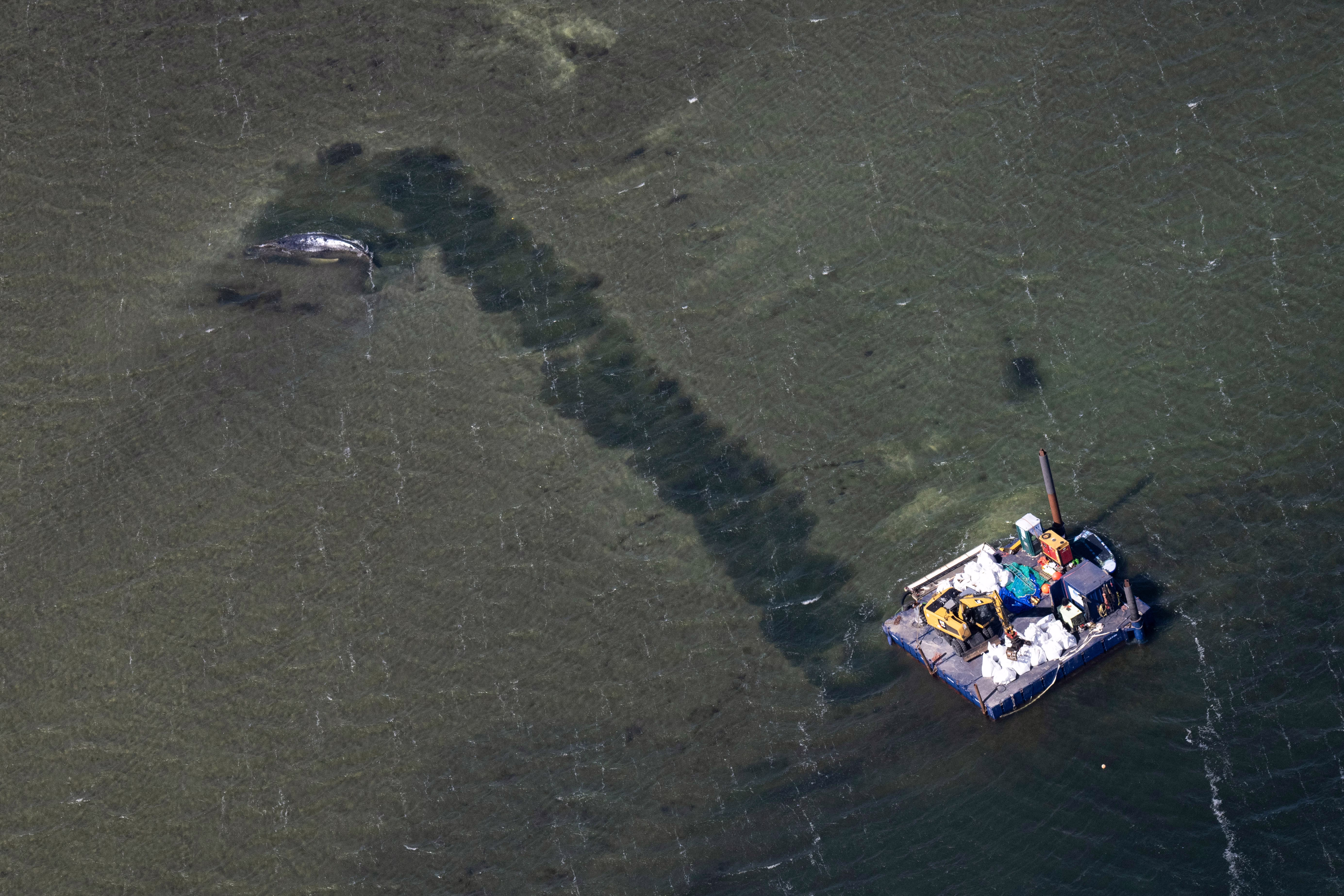 An aerial view of a newly-dug shallow channel in a sandy sea floor near a stranded whale.