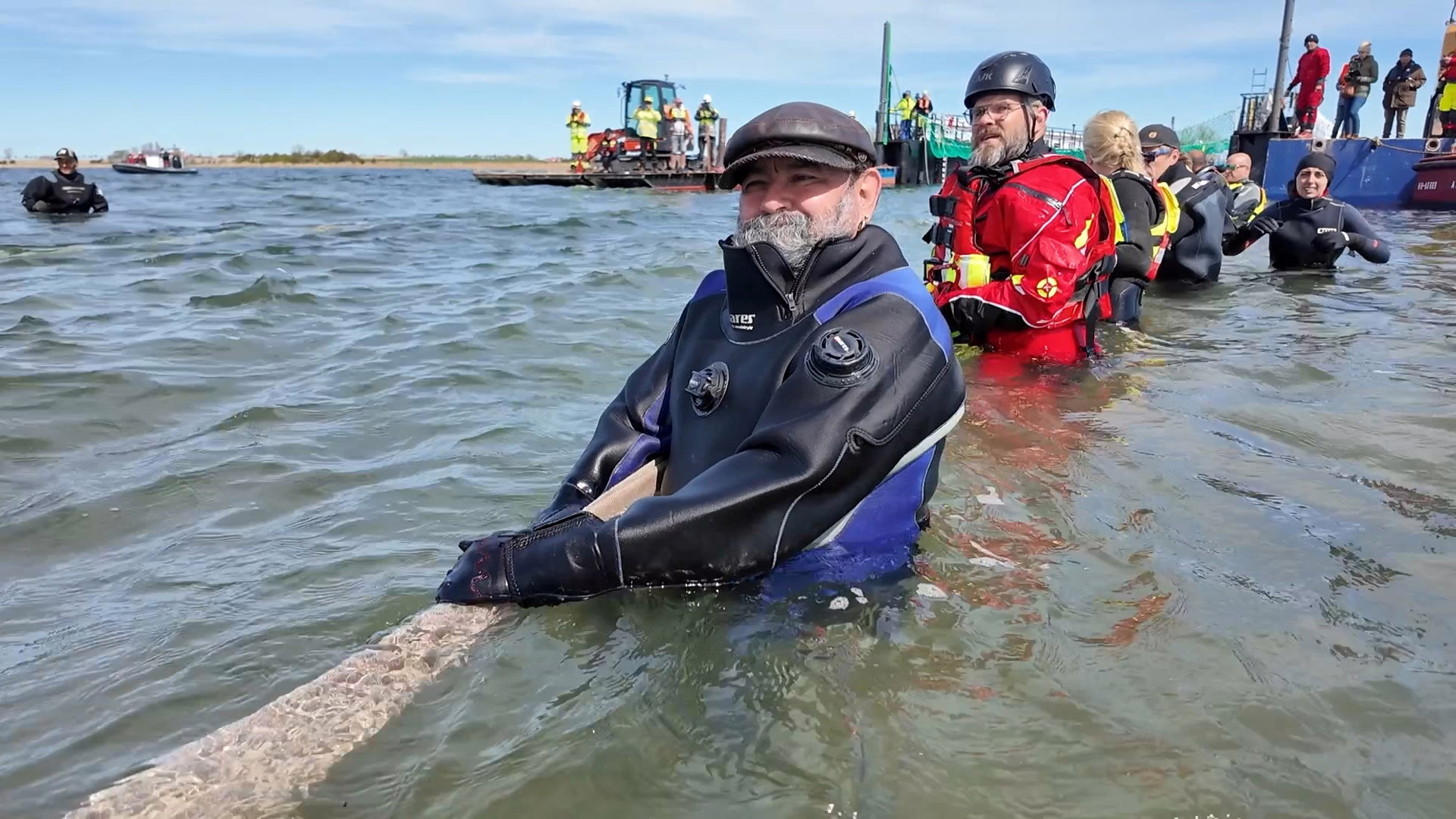 People in waist-deep water pull and guide a stranded whale into a barge.