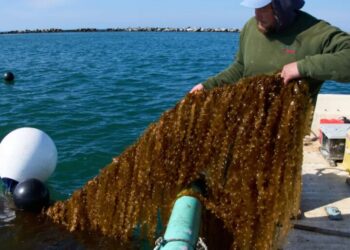 Gas crisis? Kelp could be the biofuel answer to high gas prices, but only if the government removes some red tape