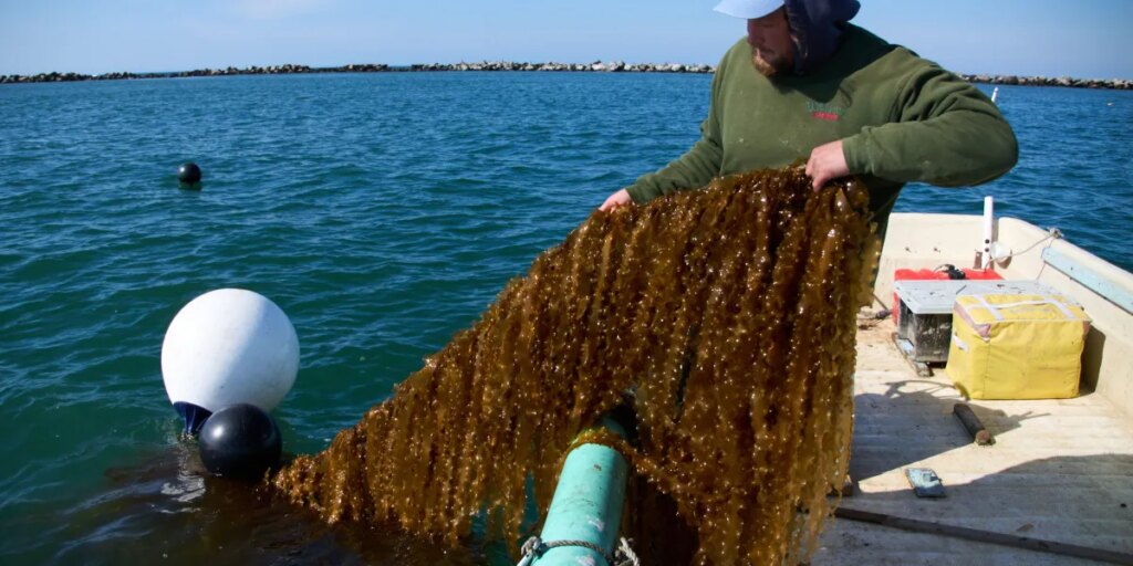Gas crisis? Kelp could be the biofuel answer to high gas prices, but only if the government removes some red tape